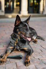 Load image into Gallery viewer, Genuine Leather Dog Collar: Saint -Yves Collar