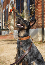 Load image into Gallery viewer, Barneys Grip For Dog Leads